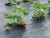 Агротекстиль Agrojutex 130г/м2 - 3.30x100м