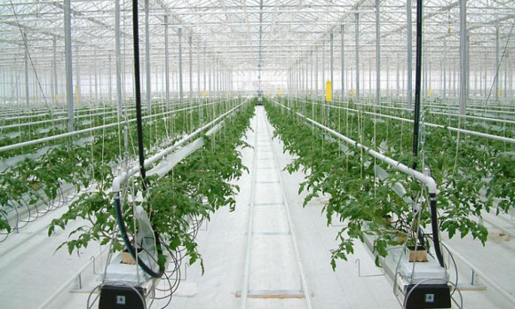 Агротекстиль Agrojutex белый 130г/м2 - 2.10x100м